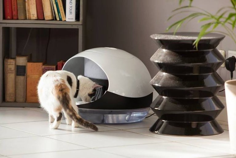 Thanks to Technology, Your Cat Doesn’t Need You at All news story